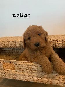 Adorable Goldendoodles for sale