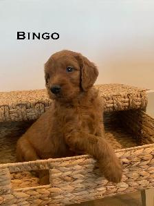 Adorable Goldendoodles for sale - Photo 2