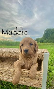 Adorable Goldendoodles for sale - Photo 3