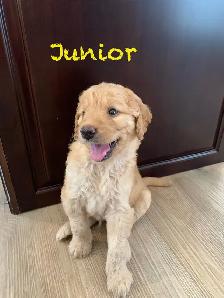 Adorable Goldendoodles for sale - Photo 4