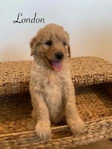 Adorable Goldendoodles for sale - Photo 5