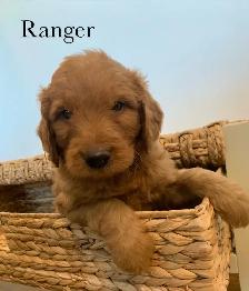 Adorable Goldendoodles for sale - Photo 6