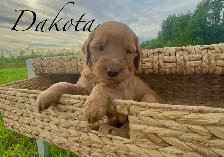 Adorable Goldendoodles for sale - Photo 7