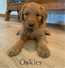 Adorable Goldendoodles for sale - Photo 8