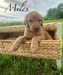 Adorable Goldendoodles for sale - Photo 9