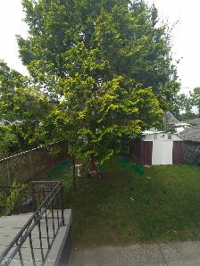 House for Rent  New Reno. Quiet Windsor W. $1700   Utilities - Photo 10