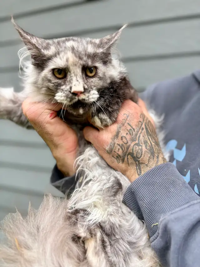 Chat femelle Maine Coon