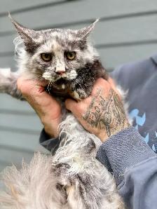 Chat femelle Maine Coon