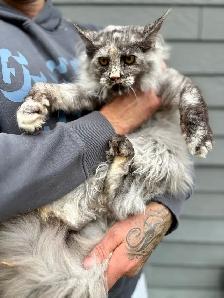 Chat femelle Maine Coon - Photo 2