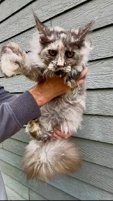 Chat femelle Maine Coon - Photo 3