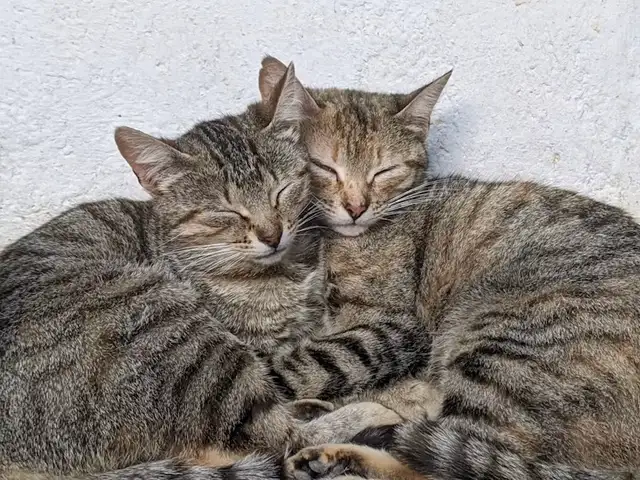Urgent Housing Wanted: Family of 5   2 Cats   Small Dog