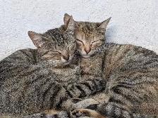 Urgent Housing Wanted: Family of 5   2 Cats   Small Dog