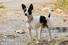 Urgent Housing Wanted: Family of 5   2 Cats   Small Dog - Photo 2
