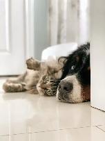 Urgent Housing Wanted: Family of 5   2 Cats   Small Dog - Photo 3
