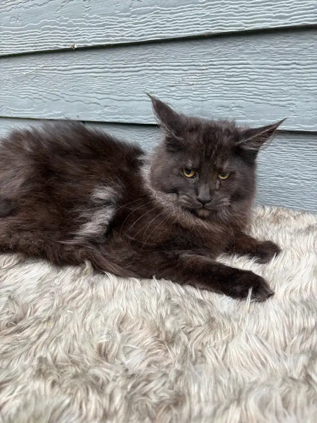 chat Maine coon femelle black smoke