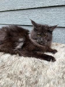 chat Maine coon femelle black smoke