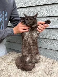 chat Maine coon femelle black smoke - Photo 2