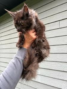 chat Maine coon femelle black smoke - Photo 3