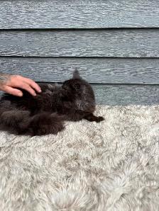 chat Maine coon femelle black smoke - Photo 4