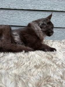 chat Maine coon femelle black smoke - Photo 5