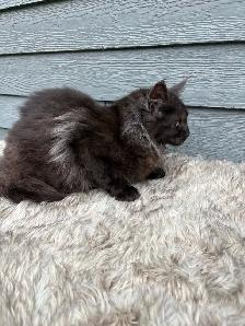 chat Maine coon femelle black smoke - Photo 7