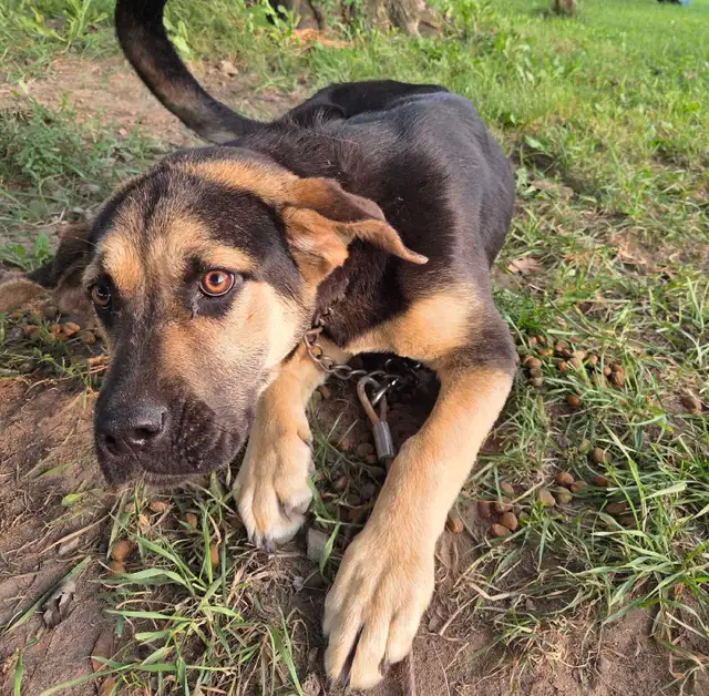 puppy for rehoming