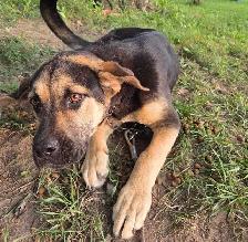 puppy for rehoming