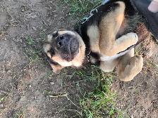 puppy for rehoming - Photo 2
