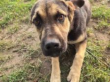 puppy for rehoming - Photo 3