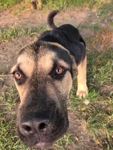 puppy for rehoming - Photo 4