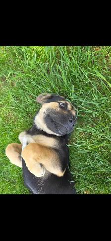 puppy for rehoming - Photo 5