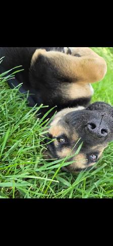 puppy for rehoming - Photo 6