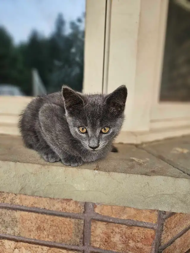 3 Male Kittens (mousers) FREE