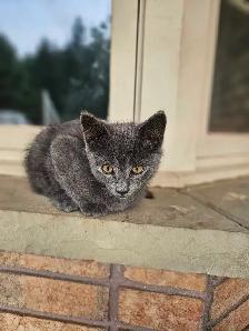 3 Male Kittens (mousers) FREE
