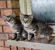 3 Male Kittens (mousers) FREE - Photo 2