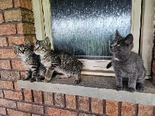 3 Male Kittens (mousers) FREE - Photo 3