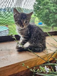 3 Male Kittens (mousers) FREE - Photo 4