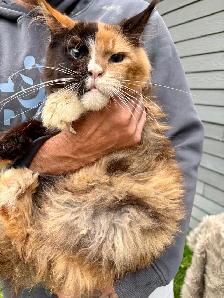 Chat Maine Coon femelle 3 ans polydactile
