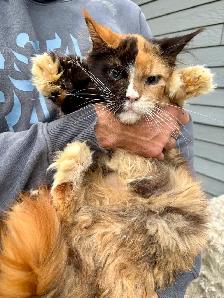 Chat Maine Coon femelle 3 ans polydactile - Photo 2