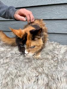 Chat Maine Coon femelle 3 ans polydactile - Photo 3