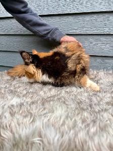 Chat Maine Coon femelle 3 ans polydactile - Photo 4