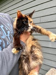 Chat Maine Coon femelle 3 ans polydactile - Photo 5
