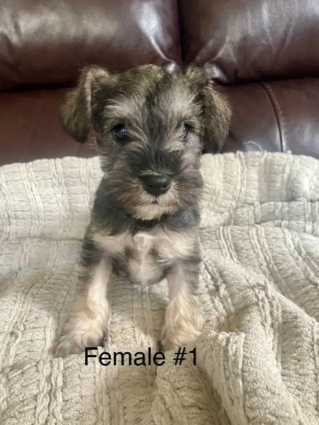 Pure Minature Schnauzer Puppies