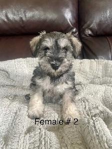 Pure Minature Schnauzer Puppies - Photo 2