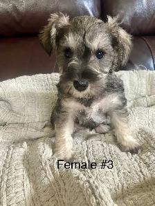 Pure Minature Schnauzer Puppies - Photo 3