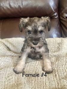 Pure Minature Schnauzer Puppies - Photo 4