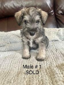 Pure Minature Schnauzer Puppies - Photo 5