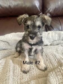 Pure Minature Schnauzer Puppies - Photo 6