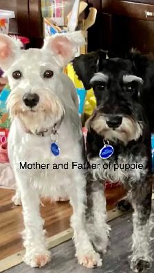 Pure Minature Schnauzer Puppies - Photo 7