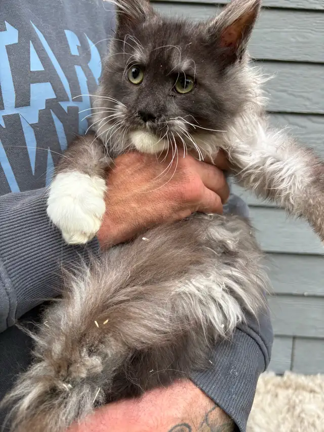 Chaton Maine Coon mâle